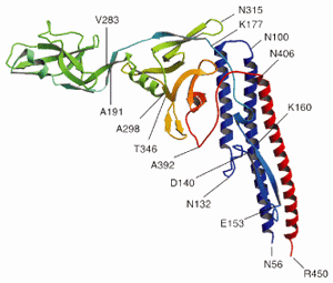 The structure of a globular protein, flagellin