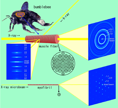 Fig.2