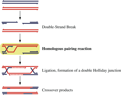 fig2.html โ SPring Biology Diagrams