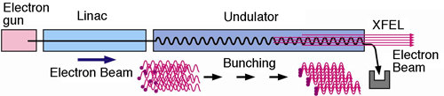 Fig. 2: Outline of the Free Electron Laser.