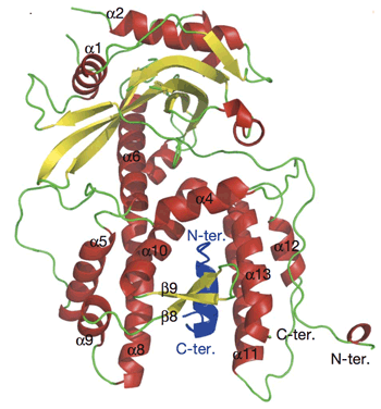 Crystal structure of two bound subunits, PA and PB1, of influenza virus RNA polymerase