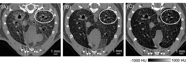 Dynamic observation of the peripheral airway of a living mouse by the high-resolution in vivo-CT system