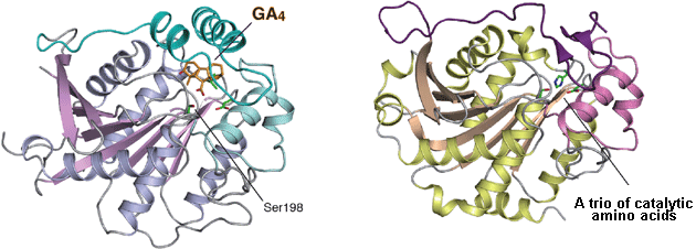 The crystal structures of gibberellin receptor (left) and lipase (right).