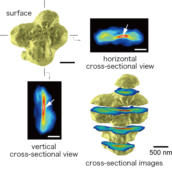 Three-dimensional image reconstructed of human chromosomes