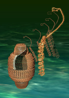 Fig. 1 Vault (left) and its constituent MVP molecules (right)