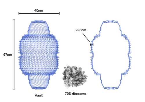 Fig. 2 Complete structure of rat liver vault