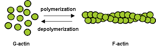 Fig. 1 Polymerization and depolymerization of actin.