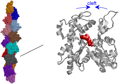 Fig. 3 Structural model of F-actin.