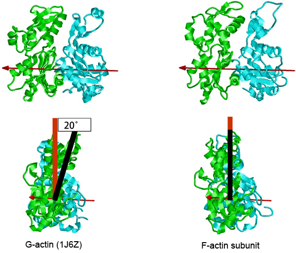 Fig. 4 G-actin and an actin molecule forming F-actin.