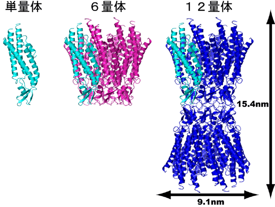 Fig. 1 Overall structure and formation process of connexin 26 gap junction channel. 