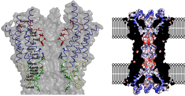 Fig. 2 Porous structure of gap junction channel. 