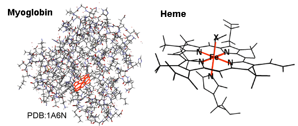 Fig. 1 Example of molecular structure of myoglobin and magnified view of its inner heme.