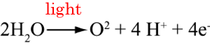 Water splitting reaction during photosynthesis