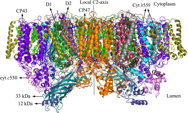 Fig. 1	Crystal structure of photosystem II (PSII) complex.
