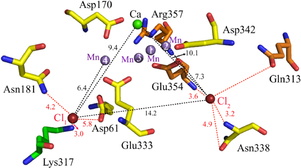 Fig. 2	Oxygen-evolving center and binding sites of chloride ions.