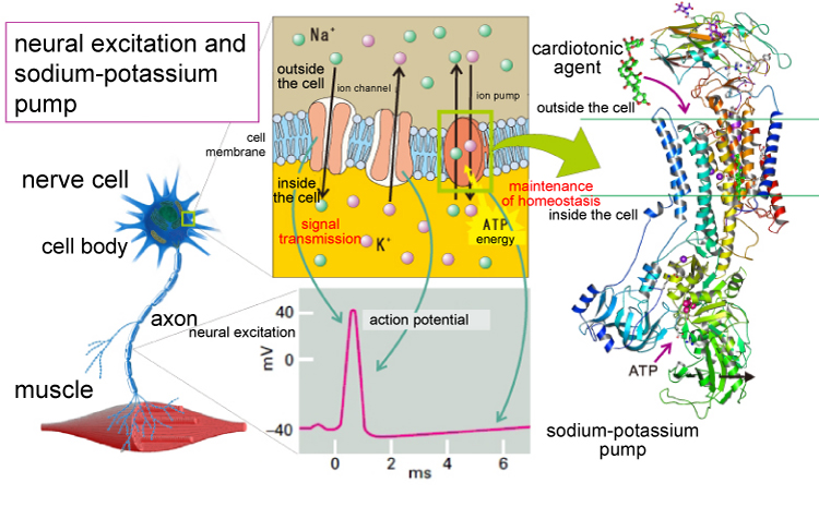 neural excitation and sodium-potassium pump