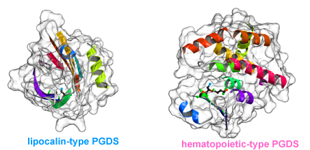 Fig. 1	Steric structures of lipocalin-type and hematopoietic-type PGDSs