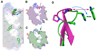 Fig. 2	Structure of lipocalin-type PGDS with open (B) and closed (C) lids of pouchlike structure