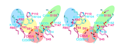 Fig. 4	Steric structure onto which amino acid residues at the active sites of lipocalin-type PGDS and hematopoietic-type PGDS are superimposed