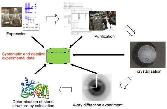 Fig. 1 Flow of crystal structure analysis of proteins and experimental data