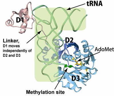 Fig. 2 Steric structure of aTrm5-tRNA-AdoMet complex