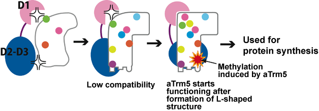 Fig. 3	System for checking L-shaped structure of tRNA by aTrm5