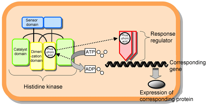 Fig. 1 Schematic of two-component signaling system used by microorganisms to adapt to the environment.