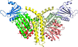 Fig. 2 Structure of complex of histidine kinase and response regulator.