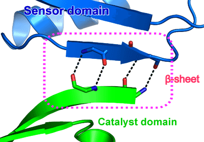 Fig. 3 β-sheet formed between sensor and catalyst domains.