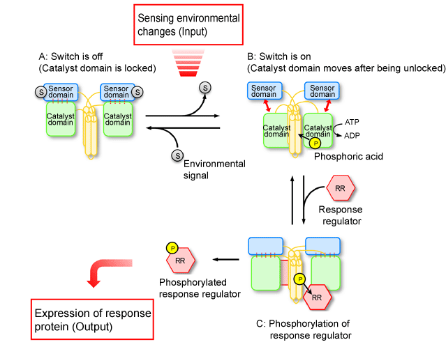 Fig. 4 Schematic of mechanism behind converting environmental changes sensed by histidine kinase into phosphorylation signals.