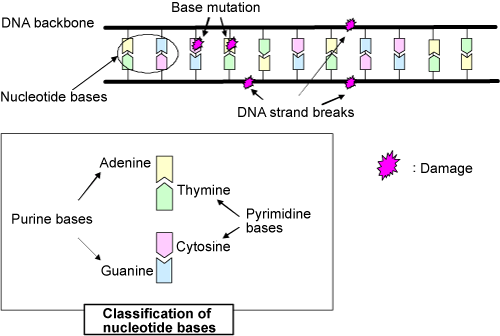 Fig. 2 Various types of DNA damage