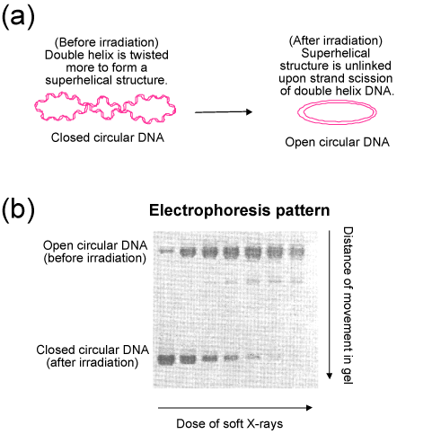 Fig. 3 Detection of plasmid DNA strand breaks by gel electrophoresis