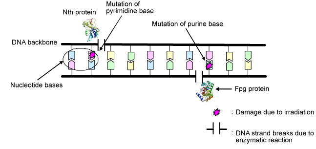 Fig. 4 DNA strand breaks due to mutation of nucleotide bases induced by Fpg and Nth proteins