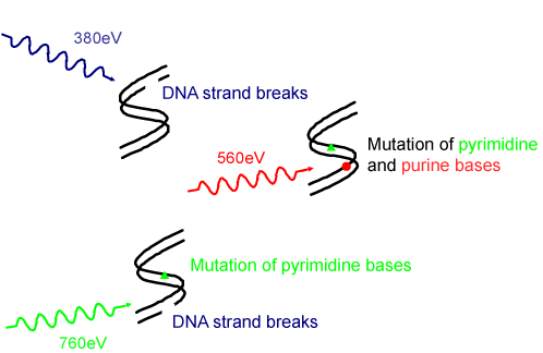 Fig. 6 Schematic of selective induction of DNA damage