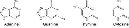 Nucleotide bases