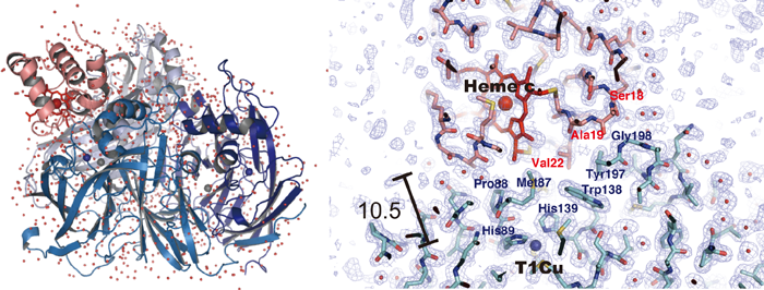Fig. 1 Entire structure of complex of copper-containing nitrite reductase and cytochrome c-551 (left) and site of interaction (right)