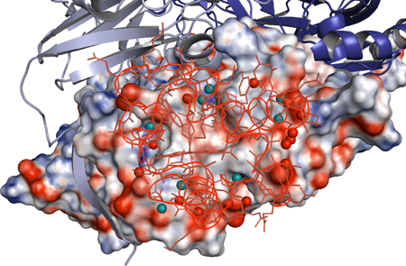 Fig. 2 Positions of water molecules at the interactive interface