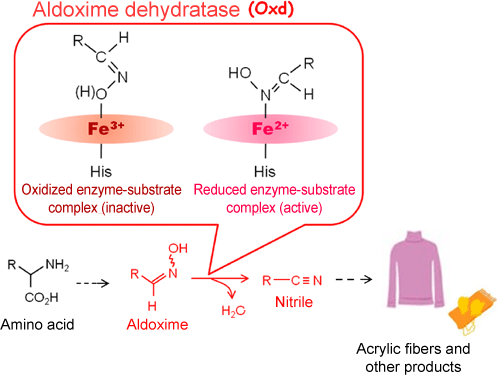 Fig. 1 Aldoxime-nitrile metabolic pathway in soil bacteria and activity control mechanism unique to Oxd