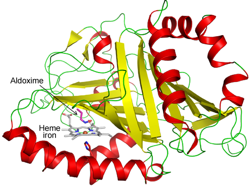 Fig. 2 Structure of entire Oxd enzyme
