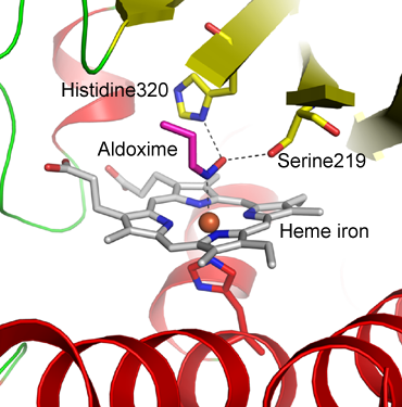 Fig. 3 Substrate-binding site of active enzyme-substrate complex