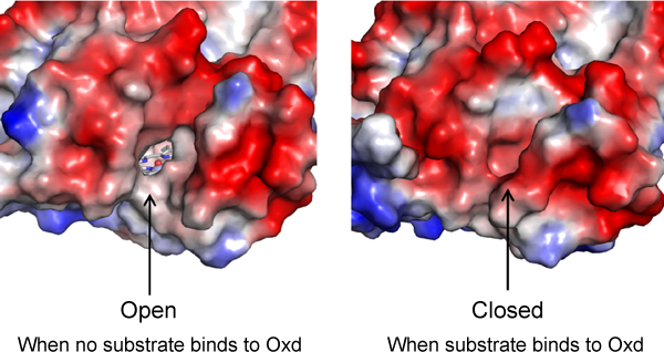 Fig. 4 Comparison of surfaces of substrate-free (left) and substrate binding (right) molecules