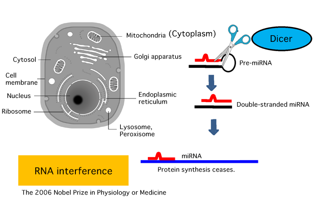 Fig. 1 Inhibition of protein synthesis by miRNA (RNA interference)