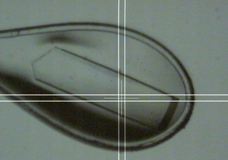 Fig. 2 Crystal of Exp-5:RanGTP:pre-miRNA complex