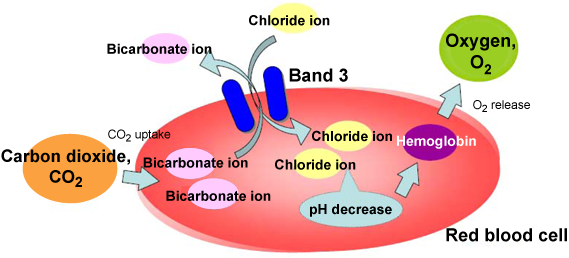 Fig. 1 Function of band 3