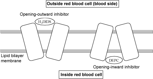 Fig. 2 Effects of inhibitors on band 3