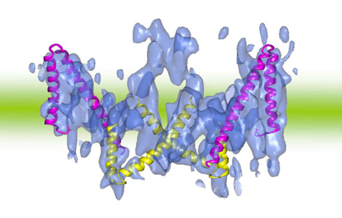 Fig. 3 Three-dimensional structure of band 3 (opening outward) and V-shaped structure of ClC-type chloride ion channels