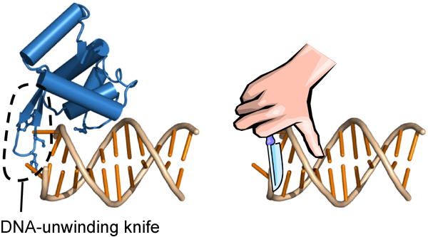 Fig. 1 DNA-unwinding knife of Werner helicase observed in this study