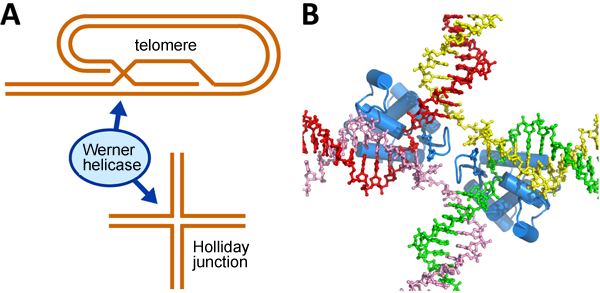 Fig. 2 Unwinding process of unique DNA structures by Werner helicase