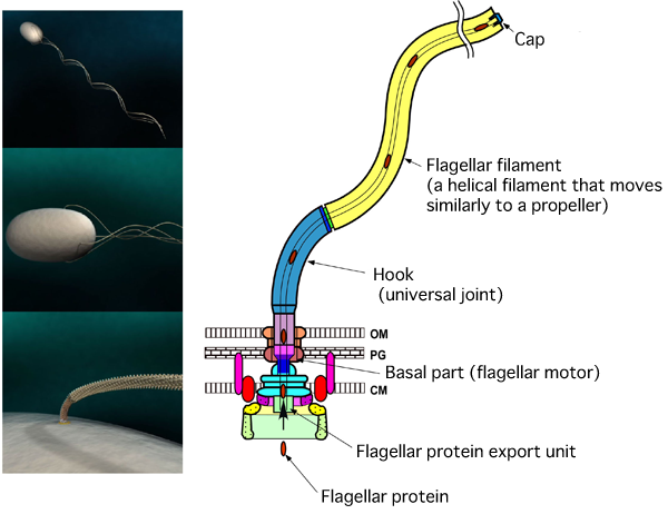 Fig. 1 Schematic of swimming bacterium and structure of flagellum