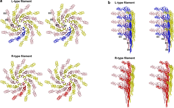 Fig. 2 Stereographic display of atomic model of L-type (upper) and R-type (lower) bacterial flagellar filaments  